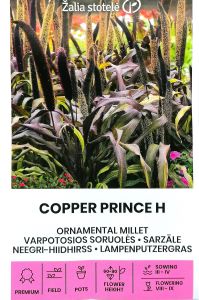 Ornamental Millet Copper Prince F1 Grass Seeds